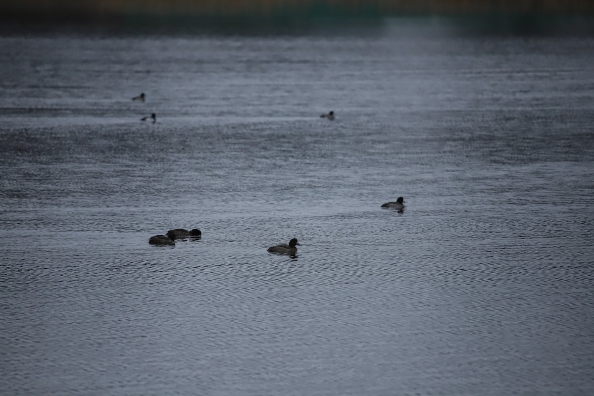 Greater Scaup - ML209019151