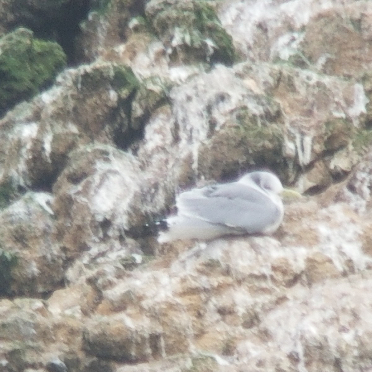 Mouette tridactyle - ML209019191