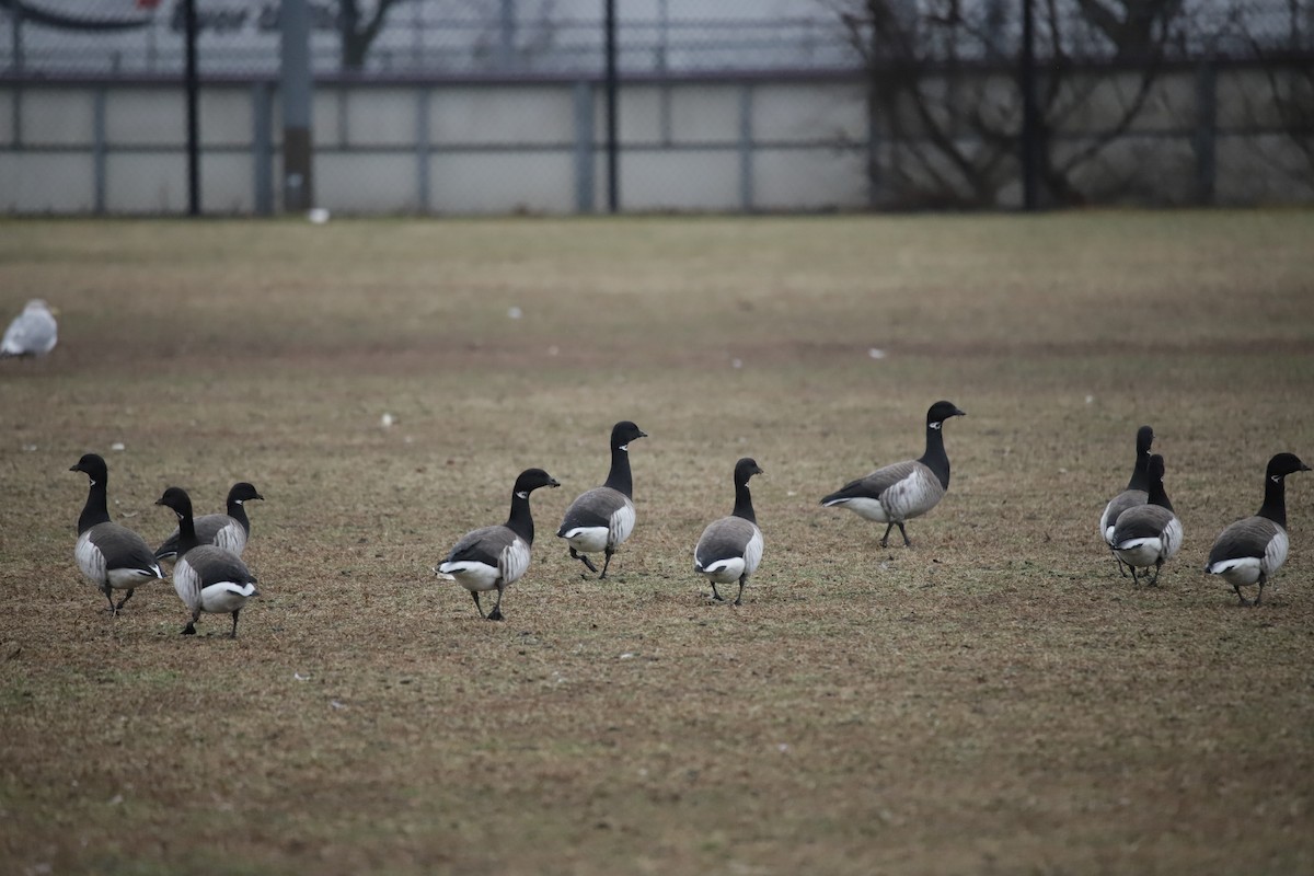 Хар толгойт галуу - ML209020111
