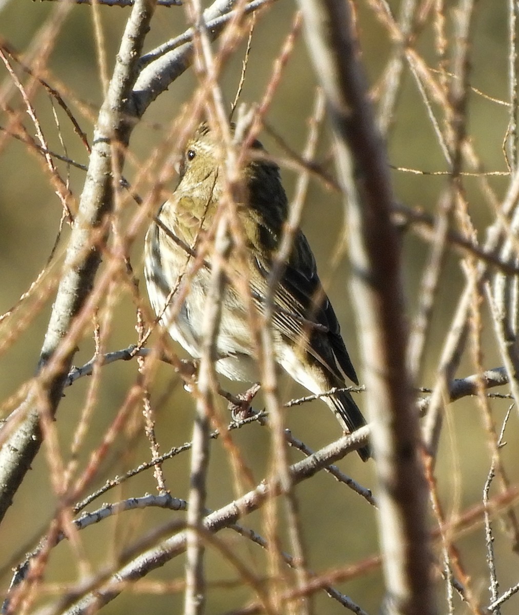 Purple Finch - ML209020141