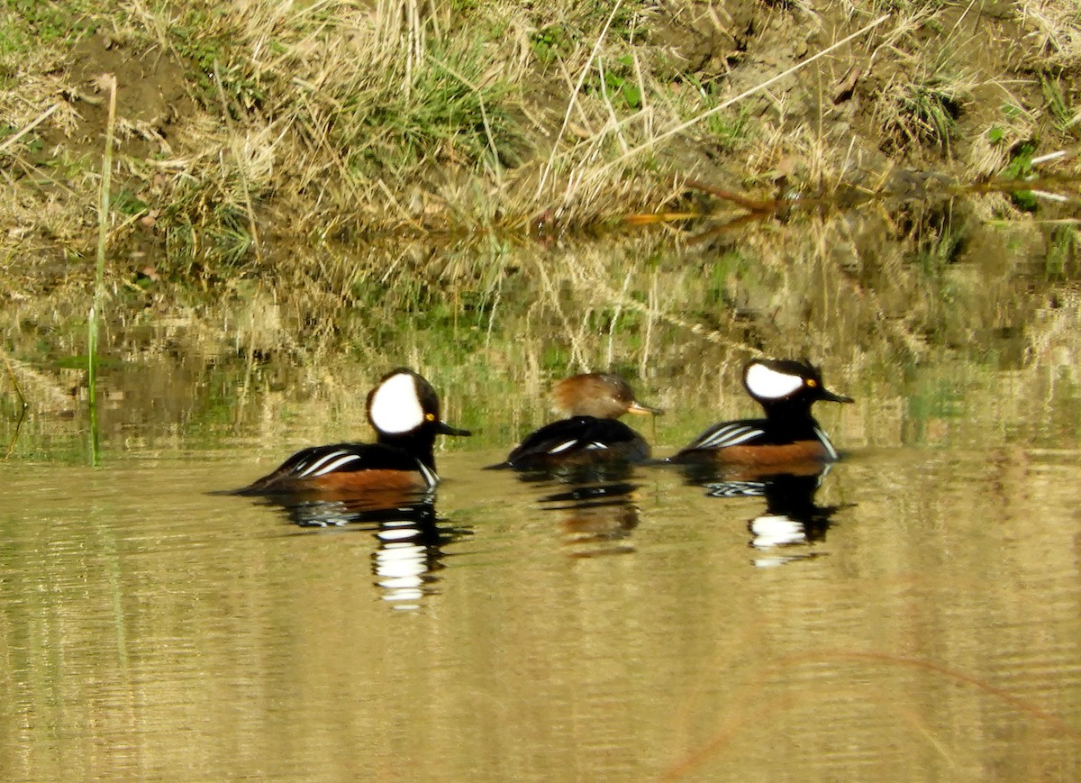 Hooded Merganser - ML209020201