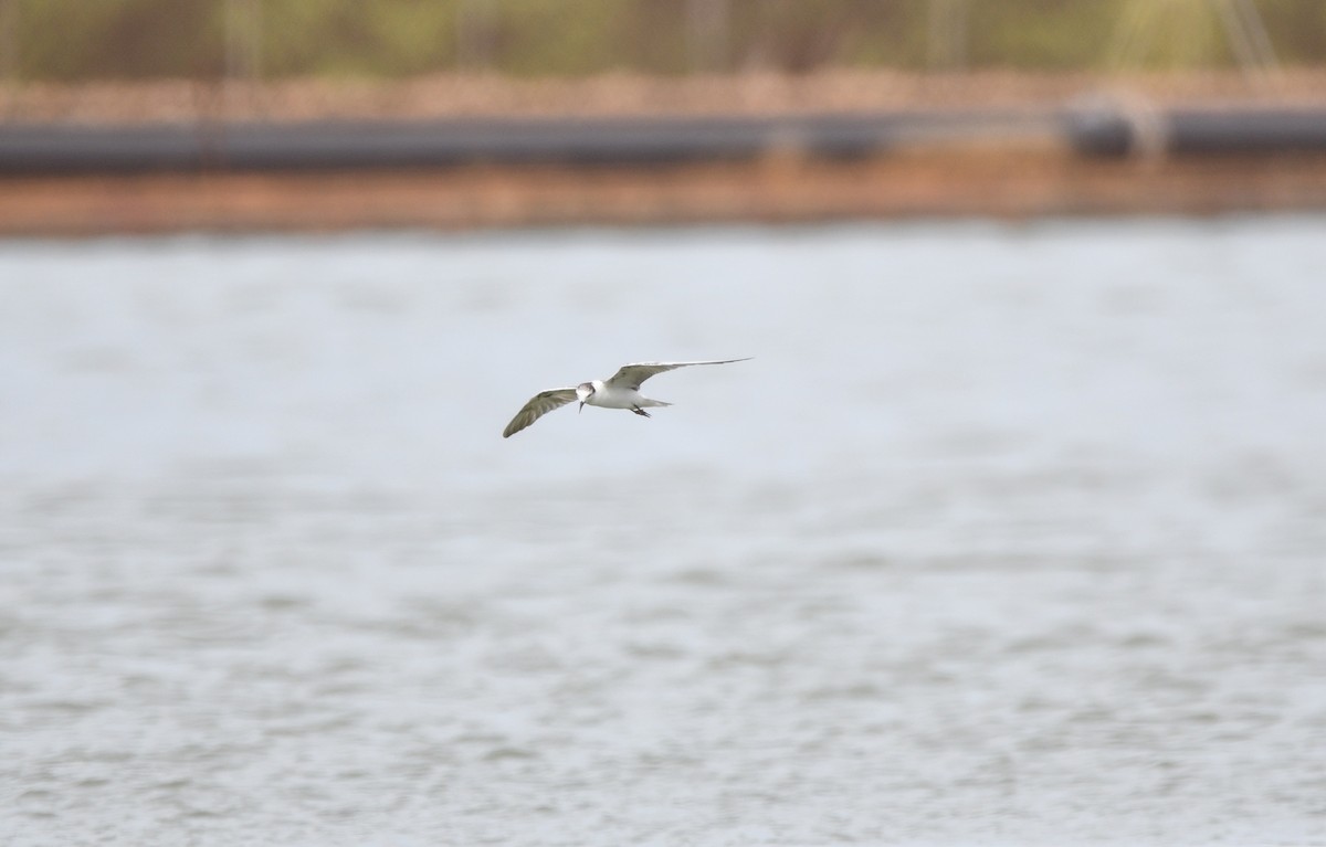 White-winged Tern - David Drews