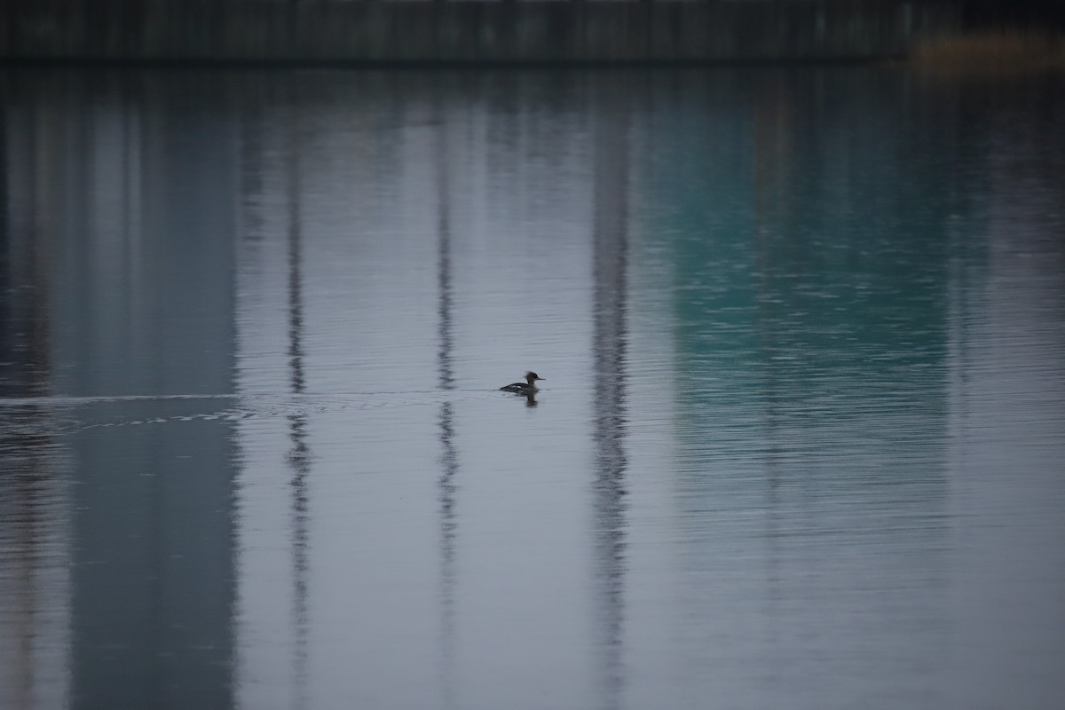 Сэвгэр бохио - ML209020821