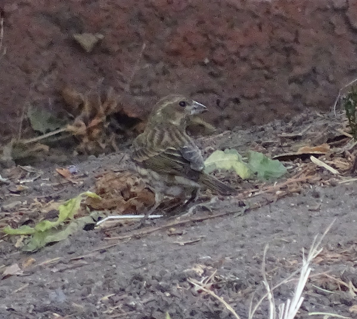 Purple Finch - ML20902131