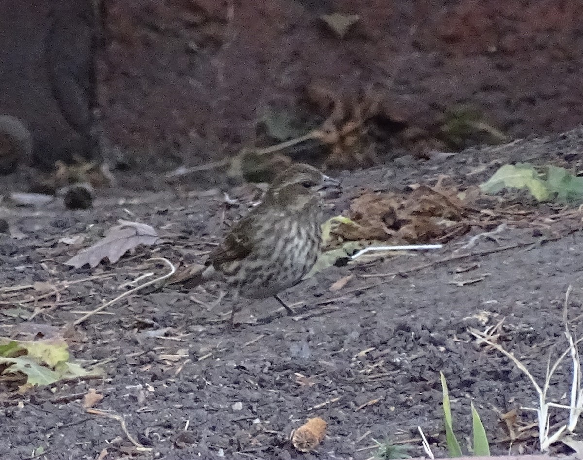 Purple Finch - ML20902141