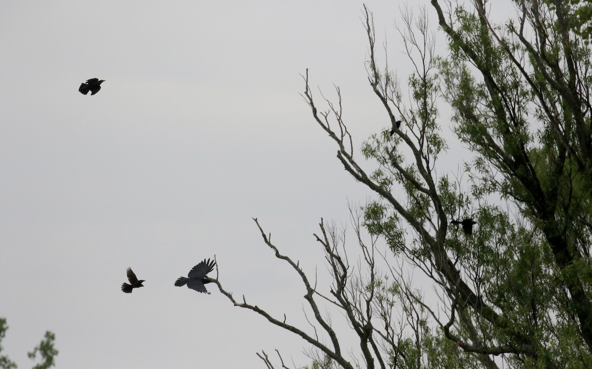 American Crow - ML209021711