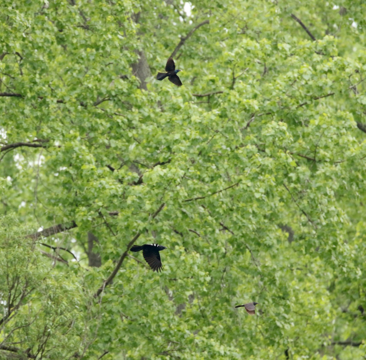 American Crow - Jay McGowan