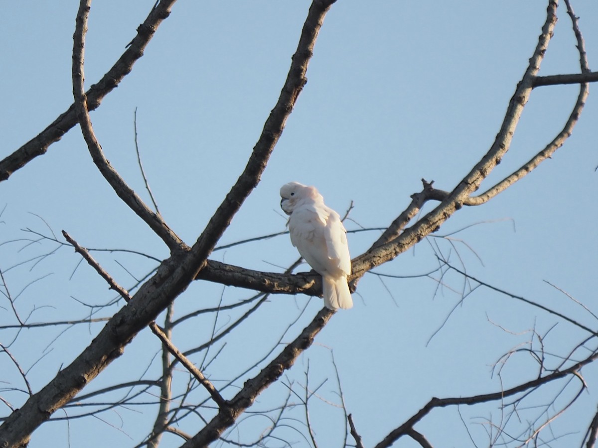 corella/white cockatoo sp. - ML209022451