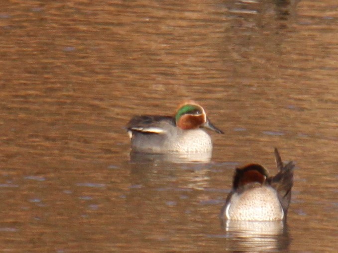 Green-winged Teal (Eurasian) - Joey Della Penna