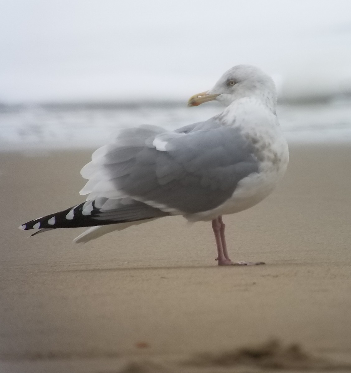 Iceland Gull (Thayer's) - ML209024601