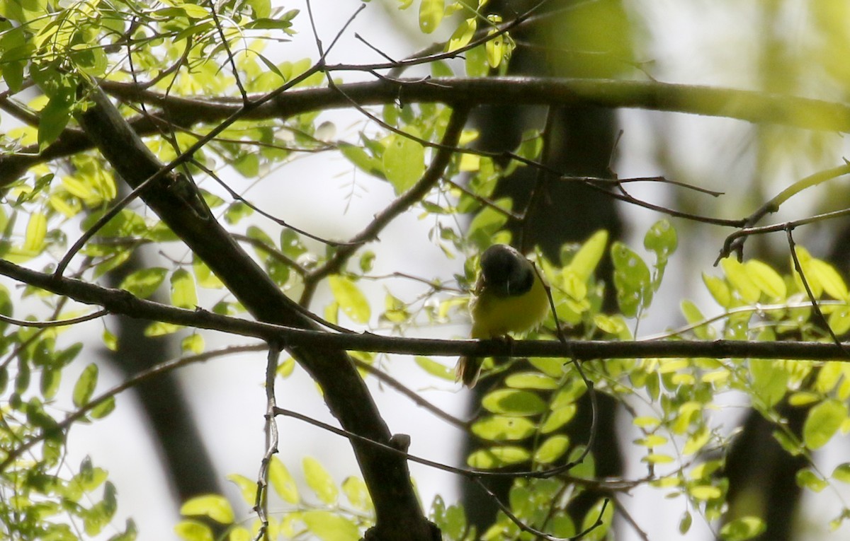 Mourning Warbler - ML209024751