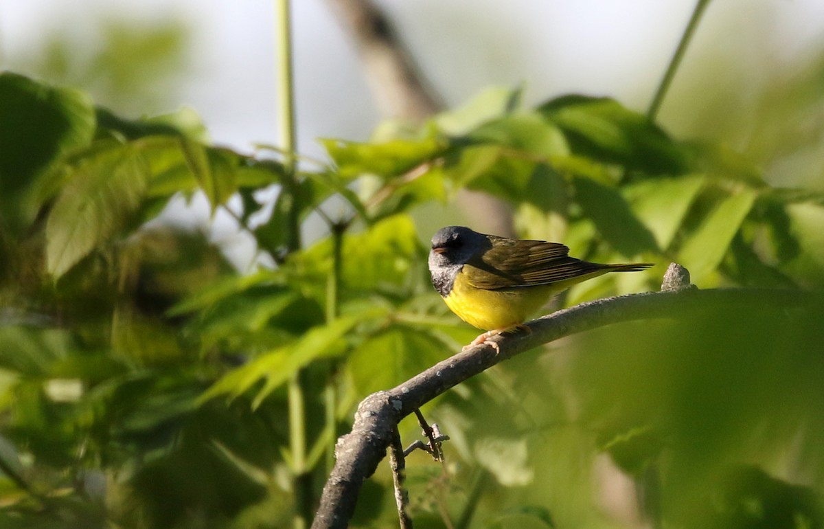 Mourning Warbler - Jay McGowan