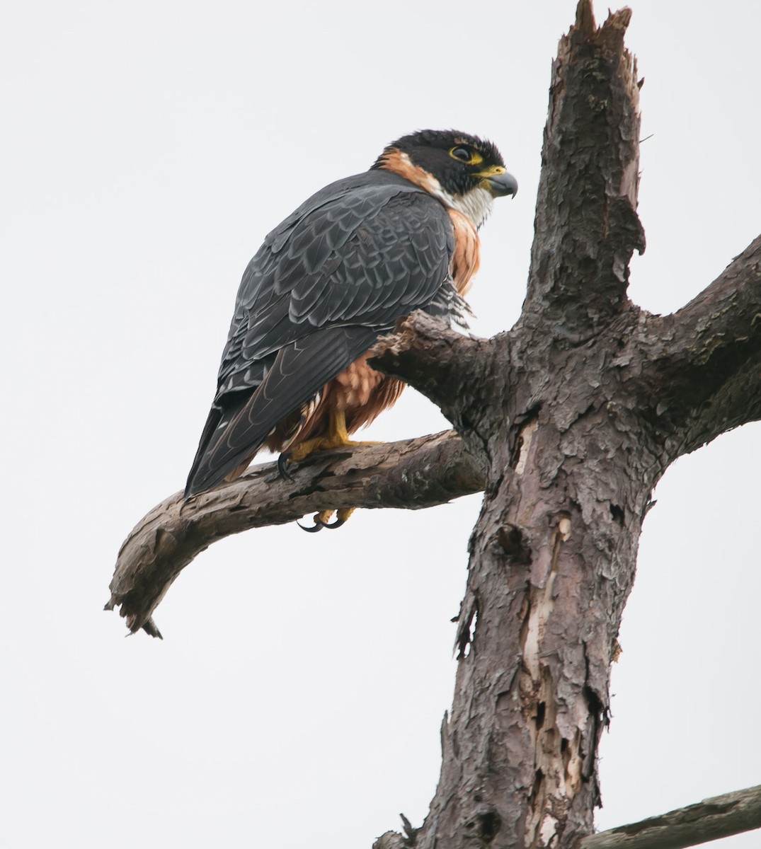 Orange-breasted Falcon - Isaias Morataya