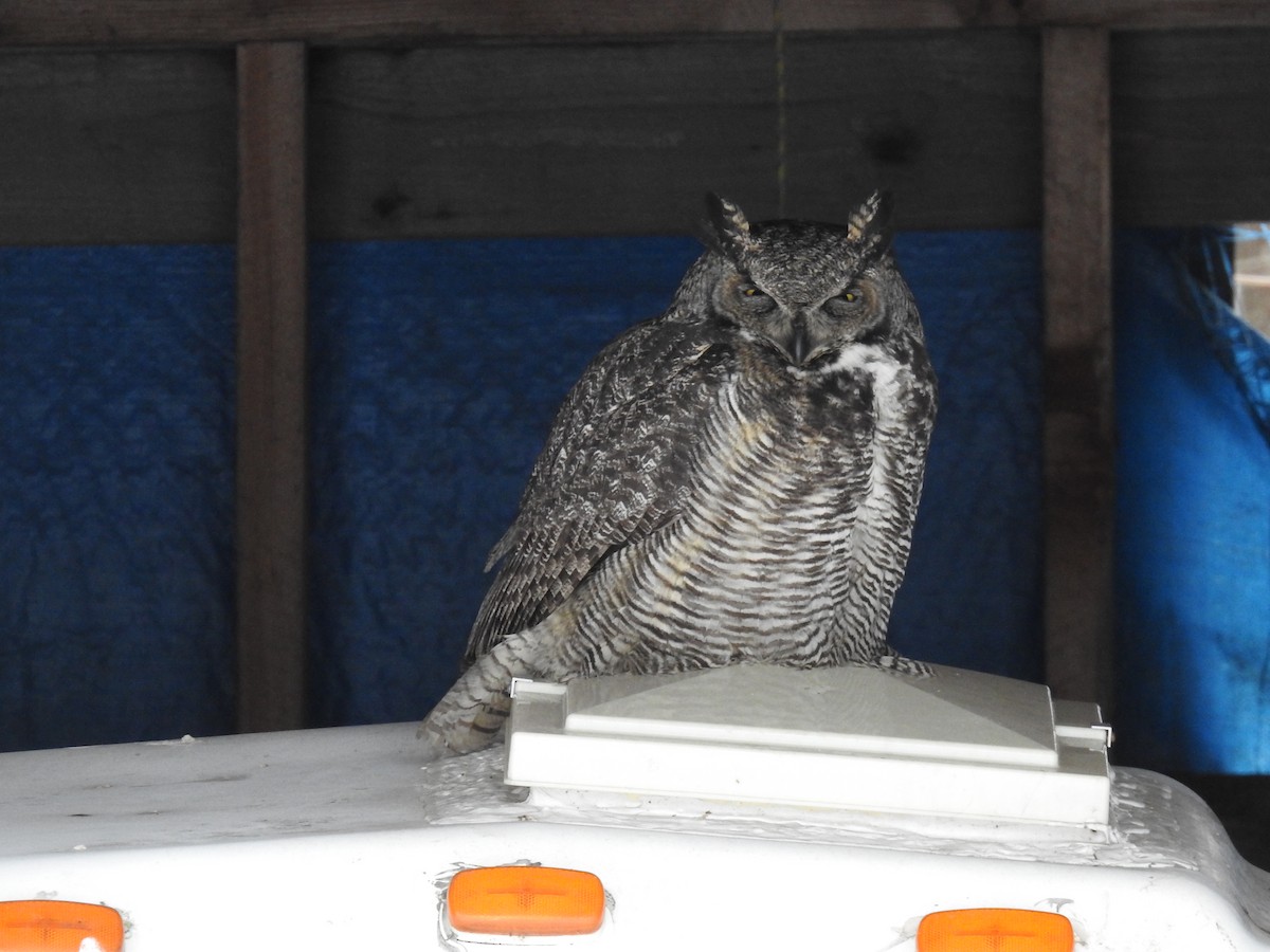 Great Horned Owl - ML209026231