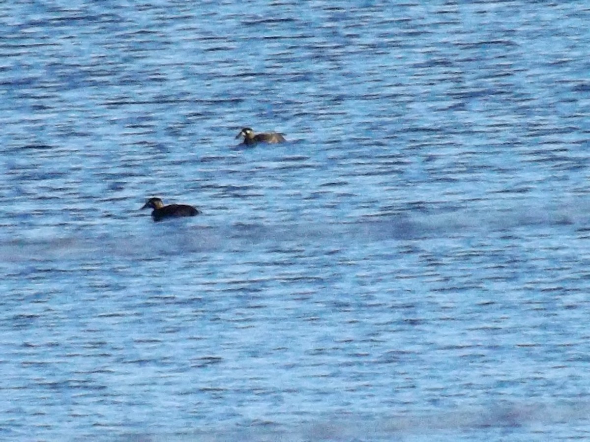 Surf Scoter - Ben Sampson