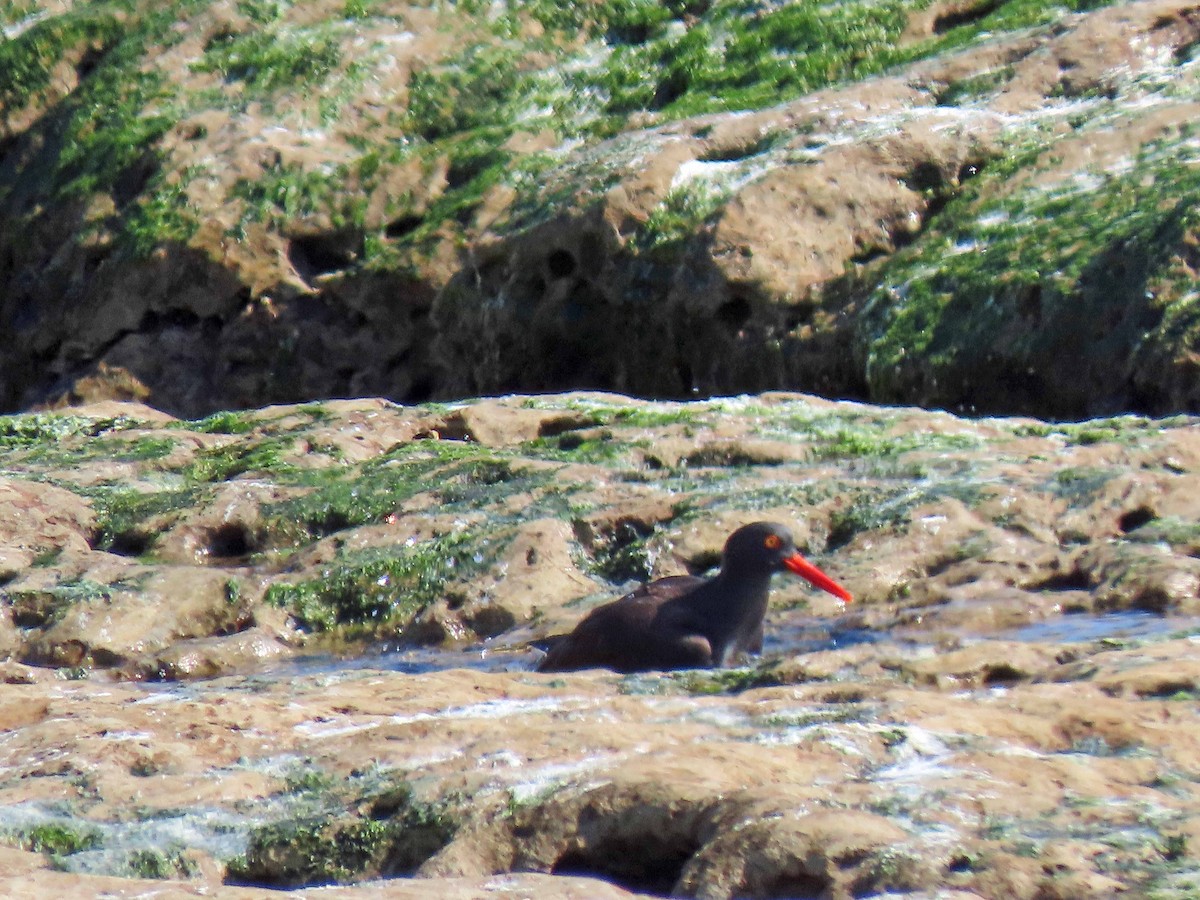 Black Oystercatcher - Sharon Hull