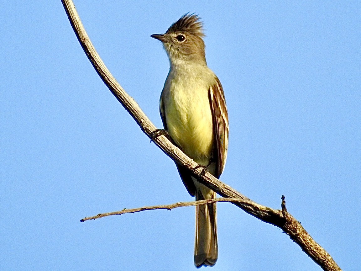 Fiofío Ventriamarillo - ML209027741