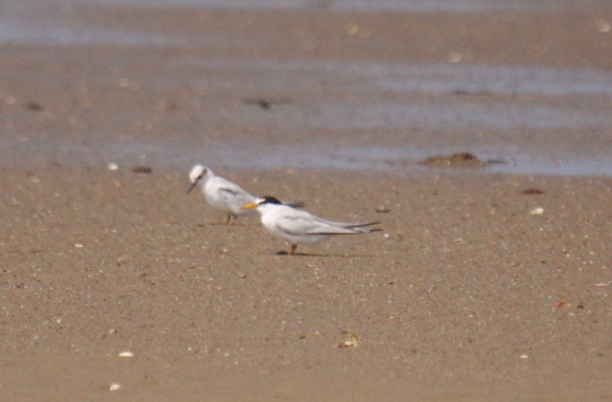 Least Tern - ML209030171