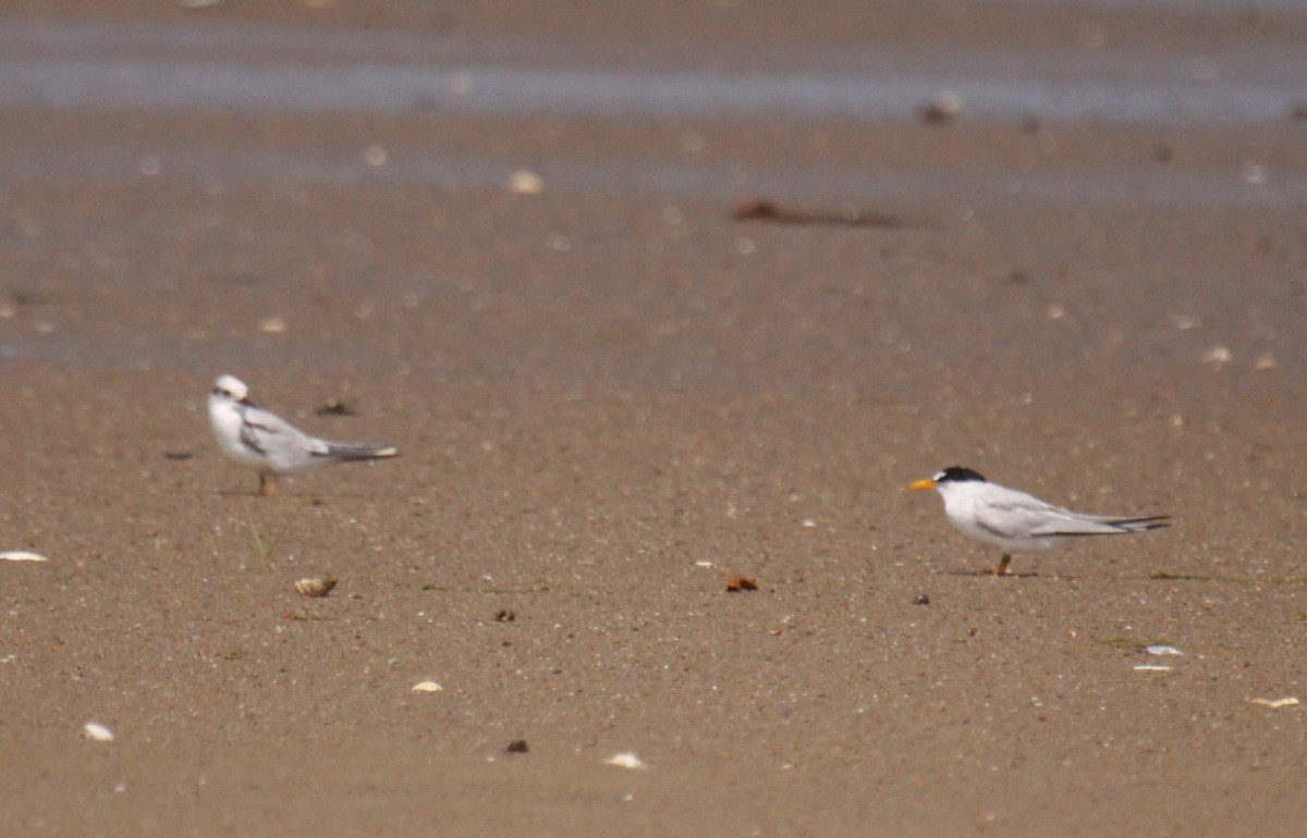 Least Tern - ML209030181