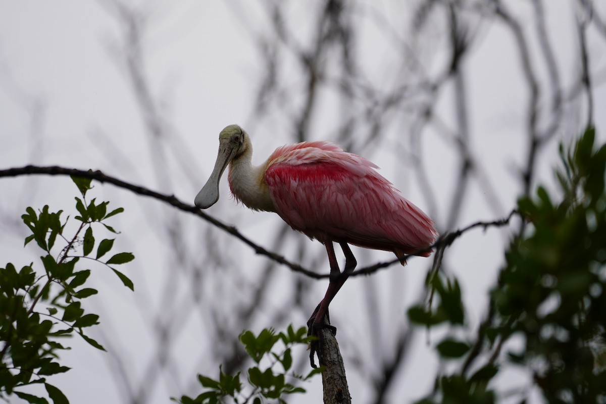 Roseate Spoonbill - Greg Hertler