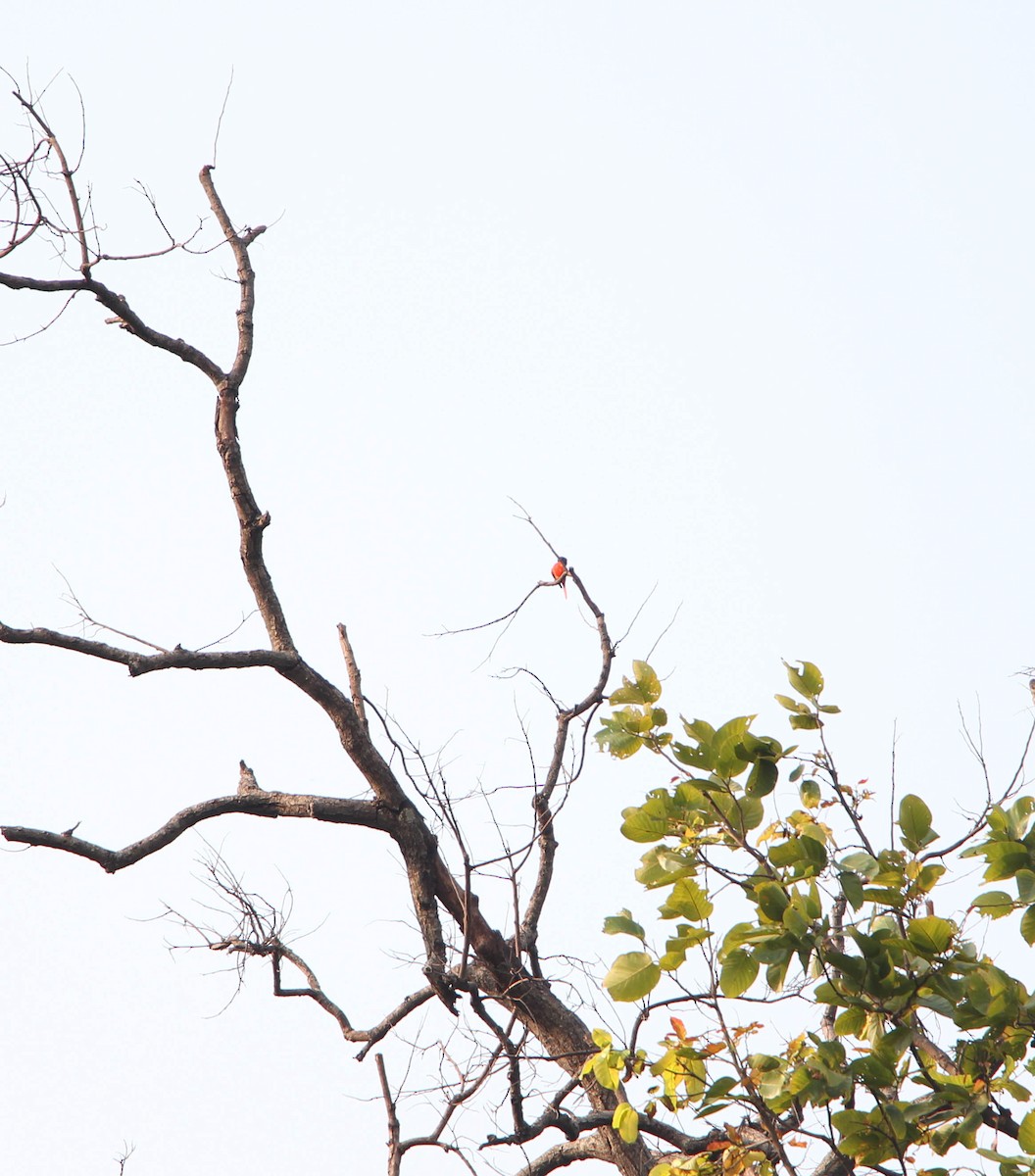 赤紅山椒鳥 - ML20903181