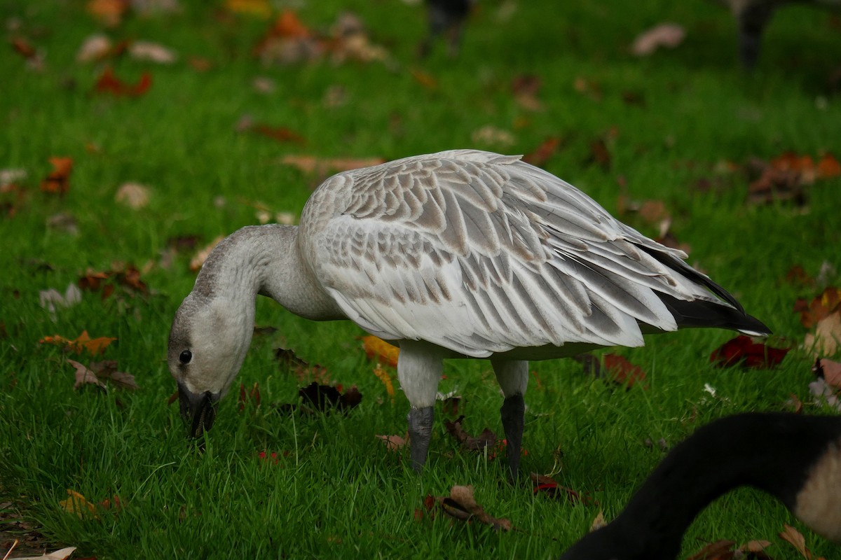 Snow Goose - Grace Oliver