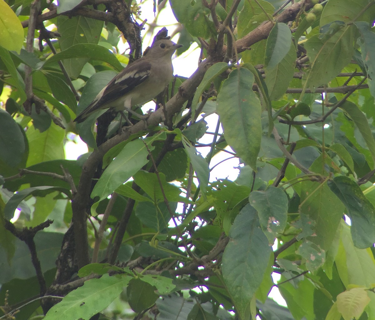 Daurian Starling - ML20903311