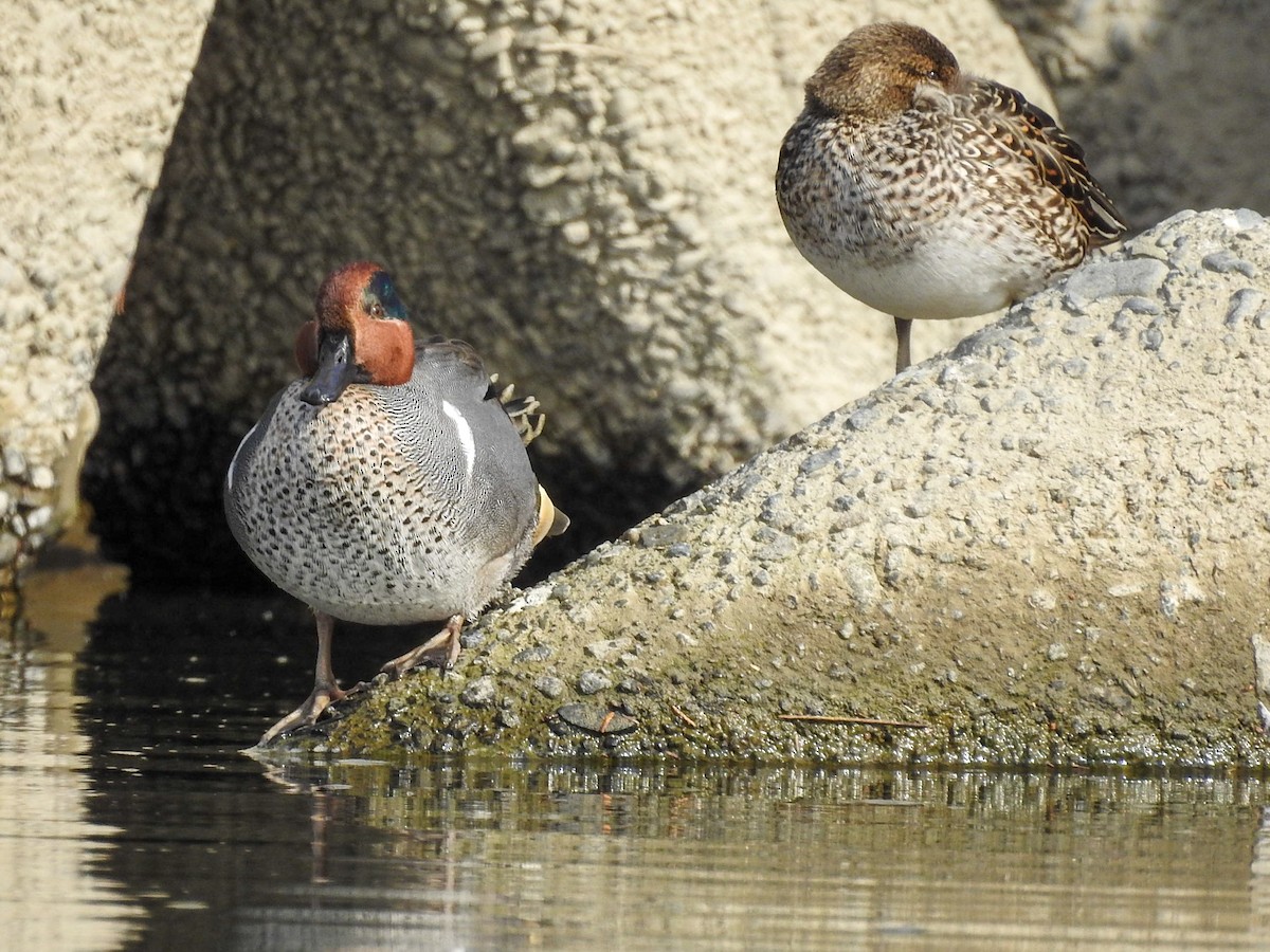 Green-winged Teal (American) - ML209033561