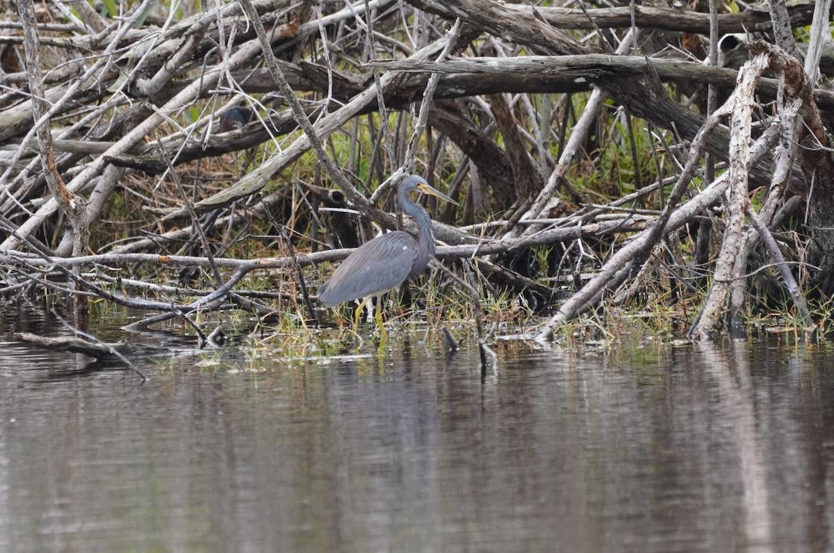 Tricolored Heron - Greg Hertler