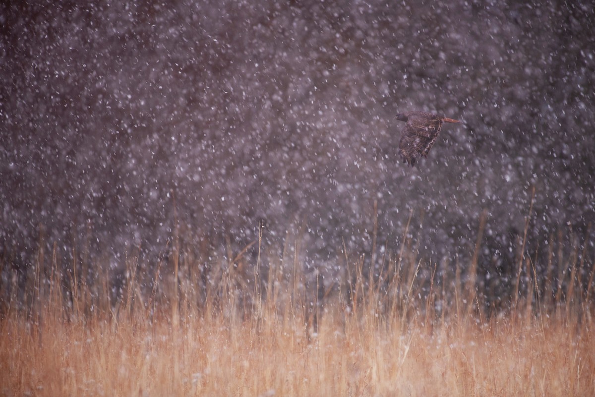 Red-tailed Hawk - Matthew Gerlach