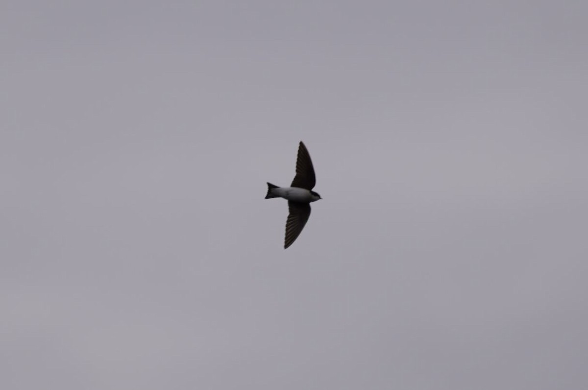 Tree Swallow - ML209034641