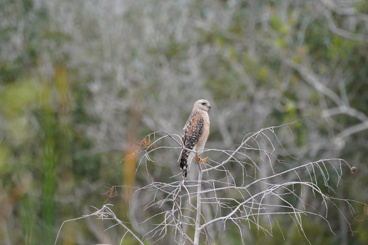 Red-shouldered Hawk - ML209035291