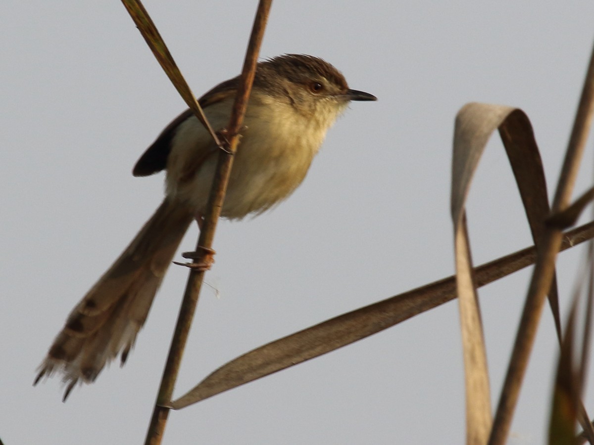 Plain Prinia - ML209035381