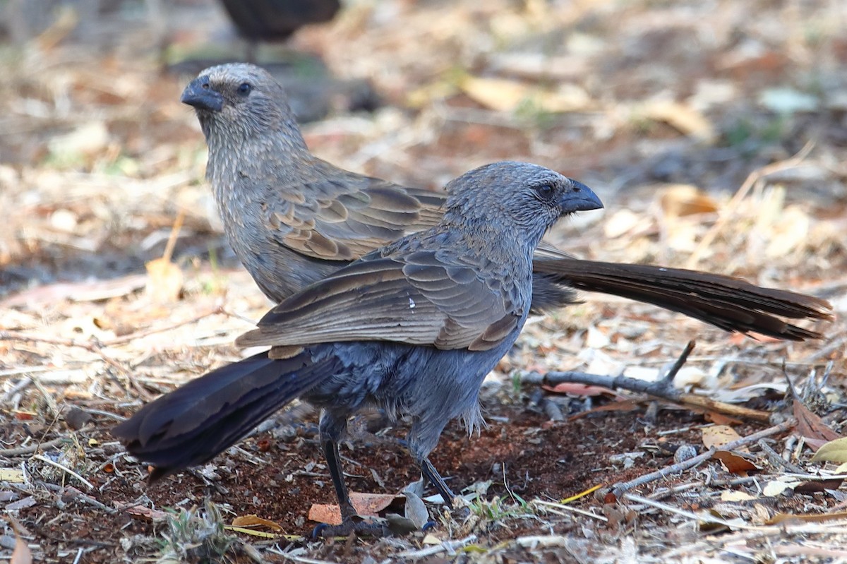 Apostlebird - Bert Frenz