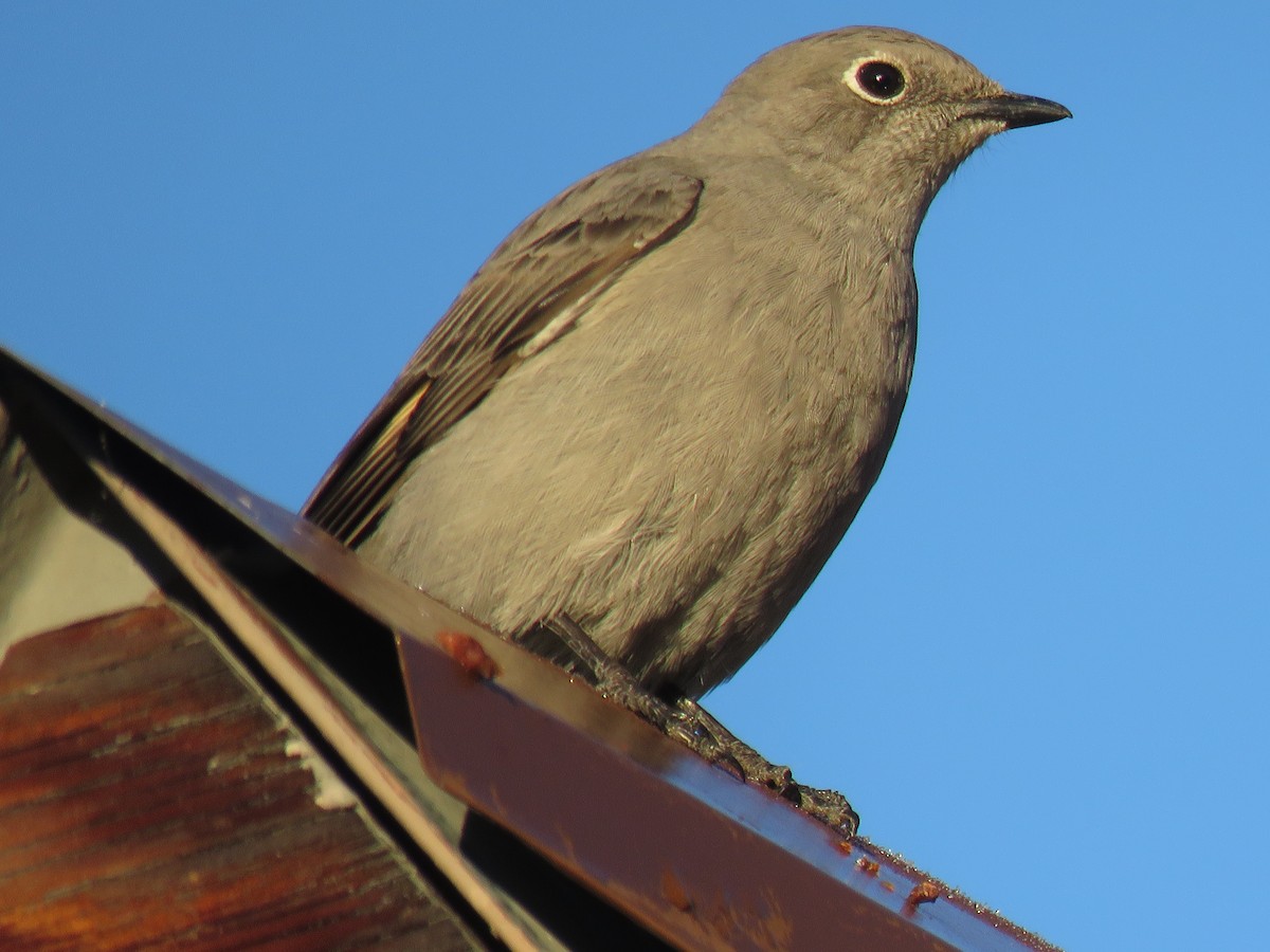 Townsend's Solitaire - ML209038961