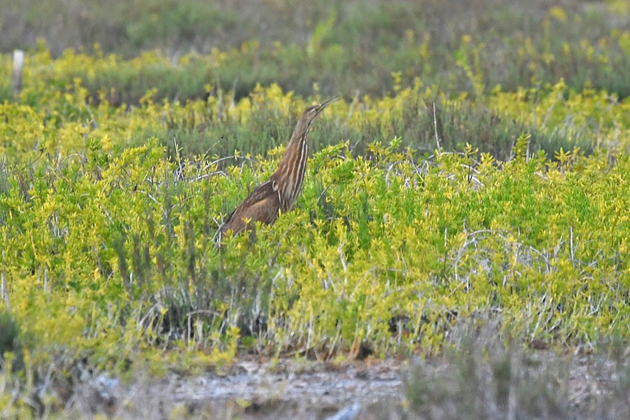 American Bittern - Troy Hibbitts