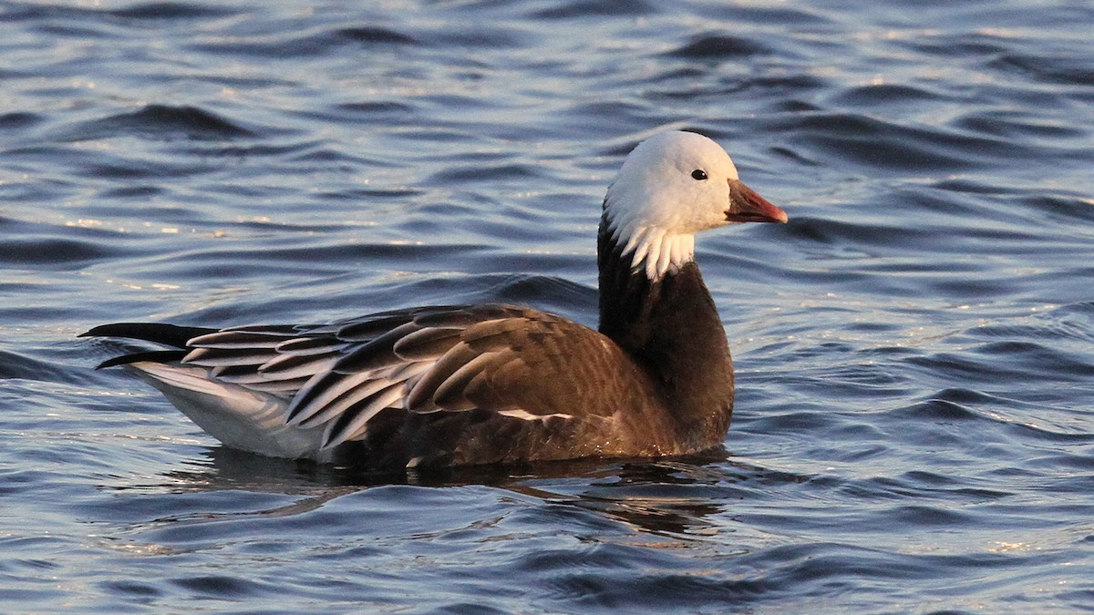 Ross's Goose - Daniel Jauvin