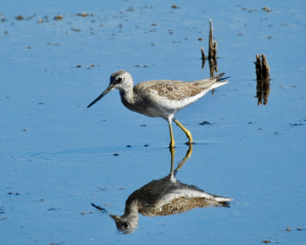 Greater Yellowlegs - ML209040551