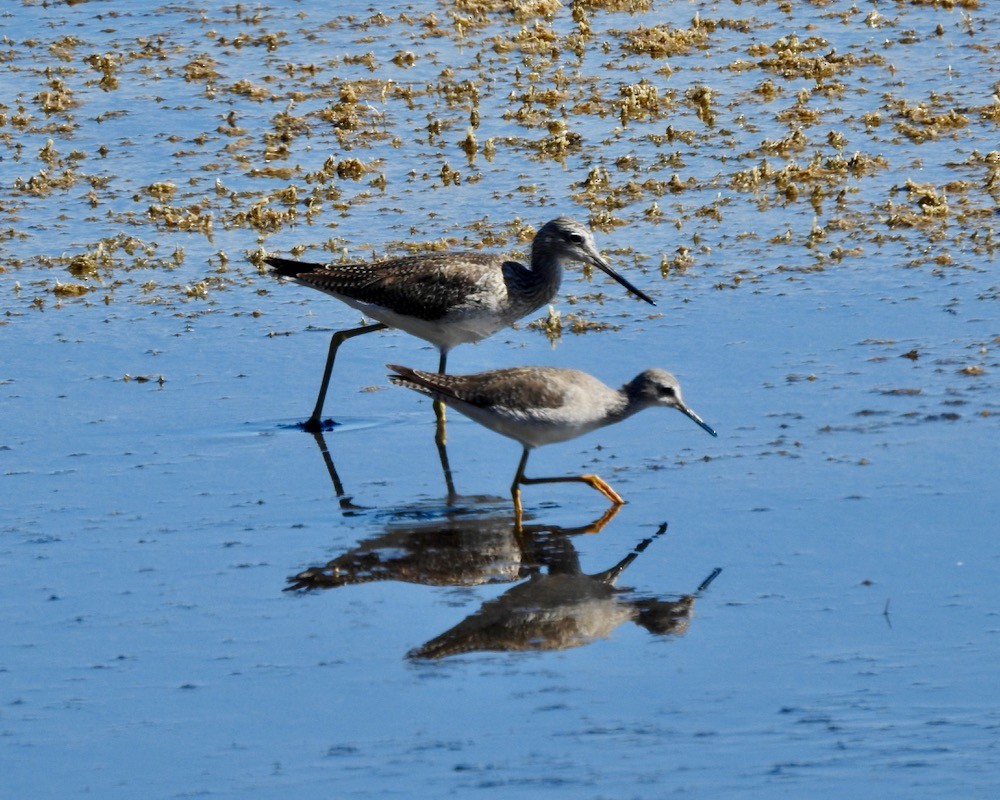 Greater Yellowlegs - ML209040701