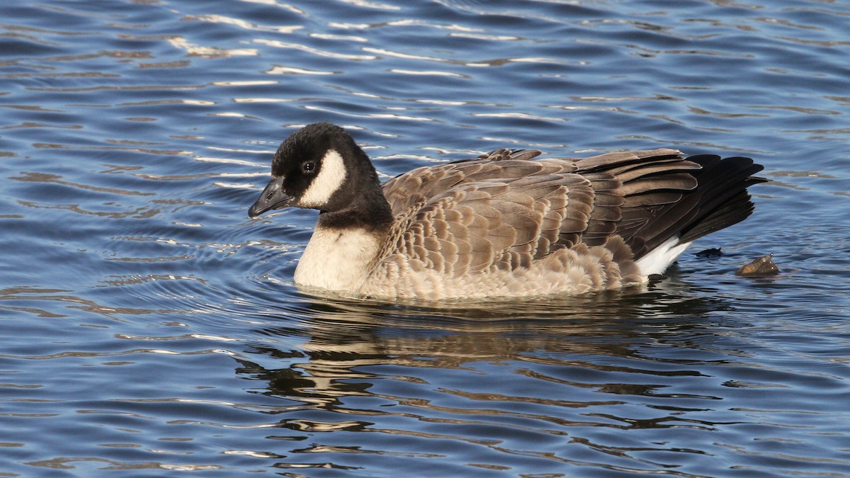 Cackling Goose - ML20904071