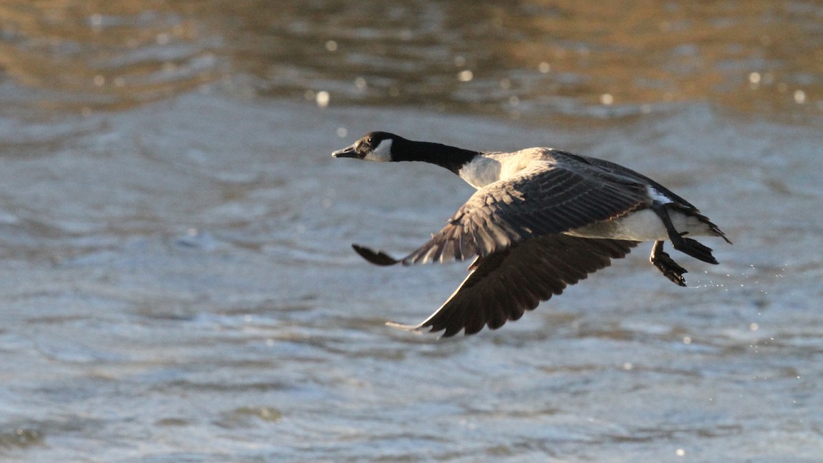 Canada Goose - Daniel Jauvin