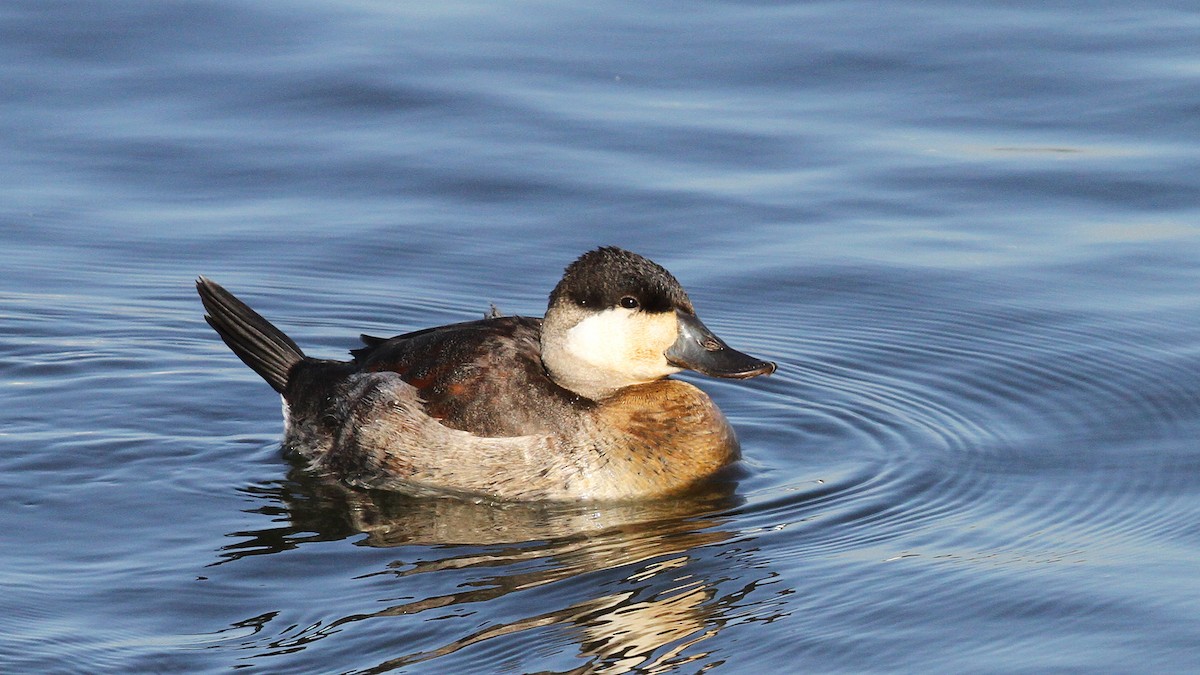 Ruddy Duck - ML20904101