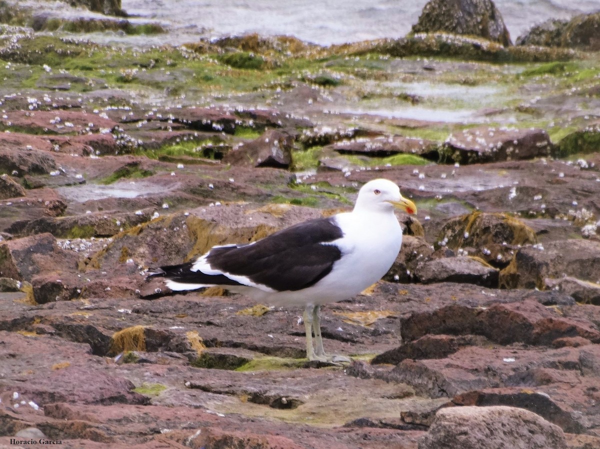 Kelp Gull - ML209041151