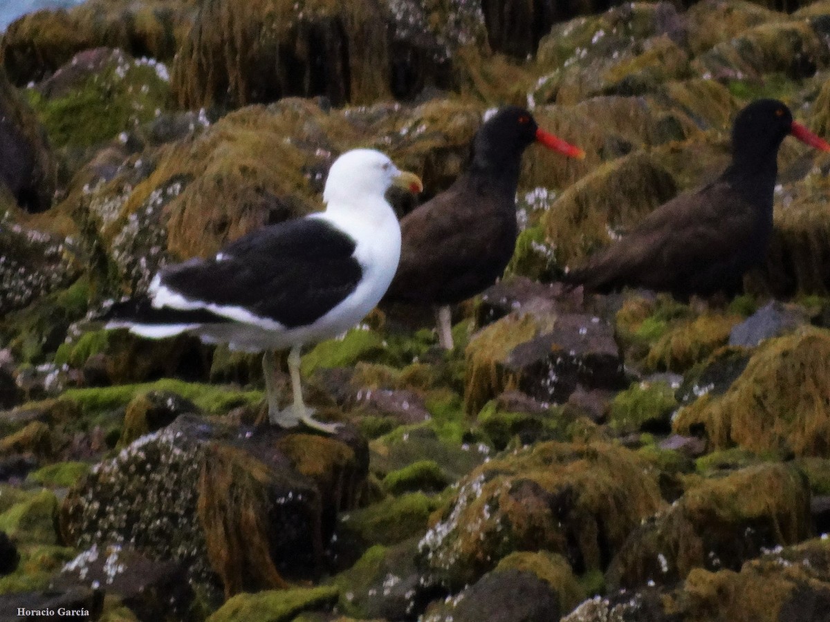 Kelp Gull - ML209041191