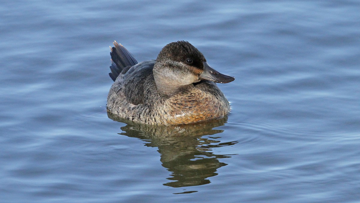 Ruddy Duck - ML20904121