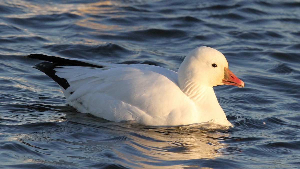 Ross's Goose - ML20904141