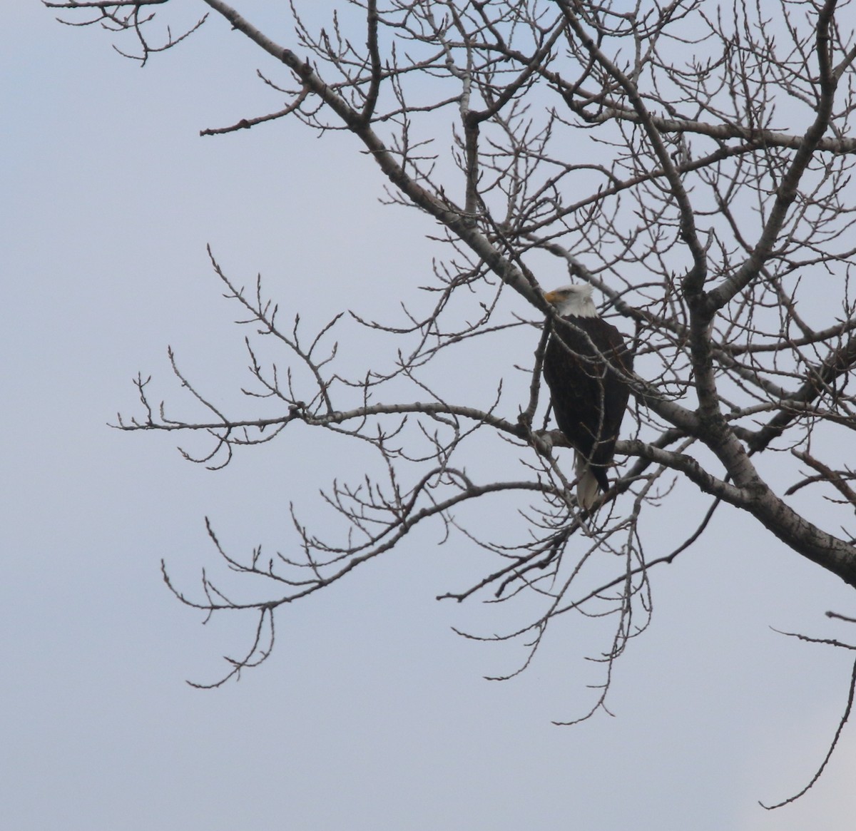 Bald Eagle - ML20904171