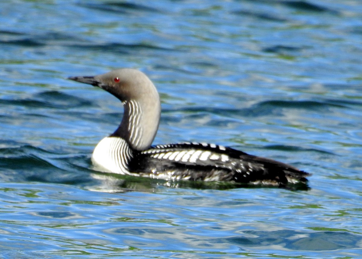 Pacific Loon - ML209042621