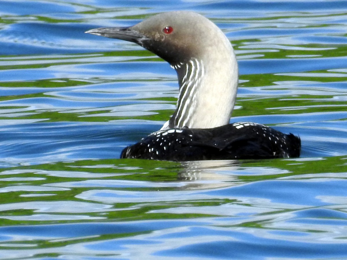 Pacific Loon - ML209042751