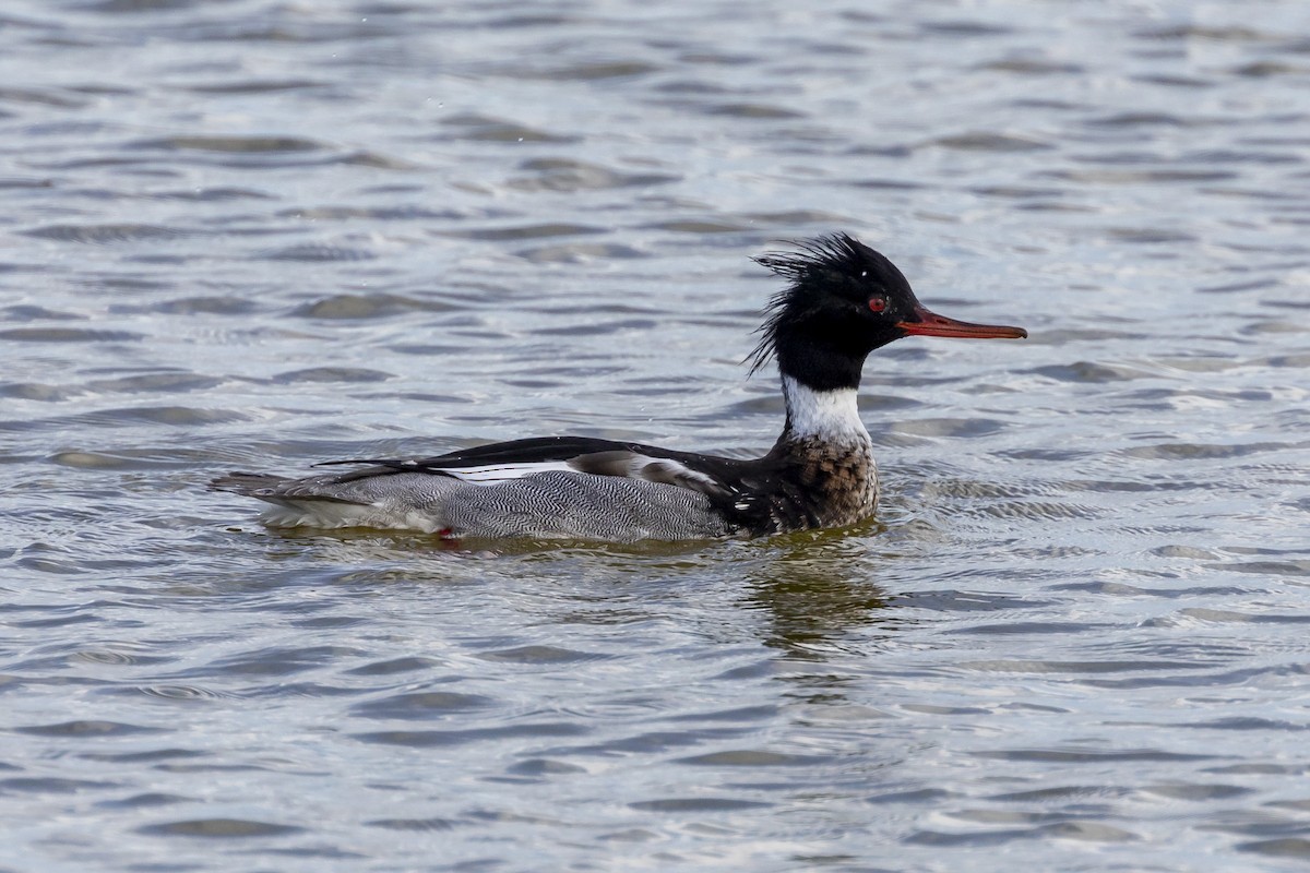 Red-breasted Merganser - ML209044041